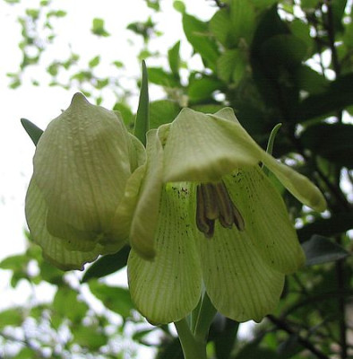 Fritillaria_pallidiflora_2_fars_2007.jpg