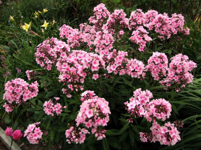 10.07.2018 16-24-21_4198.jpg