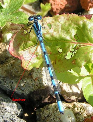 Enallagma_cyathigerum_-_Becher-Azurjungfer_m.jpg