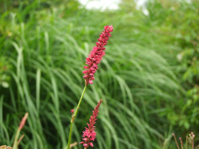10.07.2018 16-32-02_4402.jpg