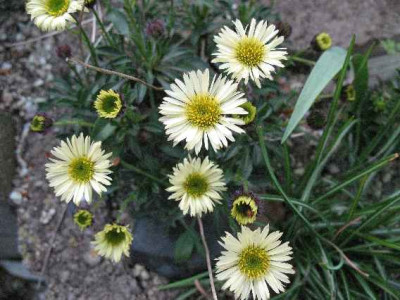 20.4.07._Erigeron_aurens_Canary_Bird__013.JPG