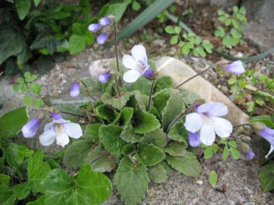 20.4.07._Haberlea_rhodopensis__010.JPG