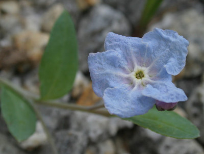IMG_2442_eOmphalodes_luciliae.JPG