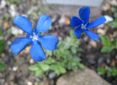 20.4.07._Gentiana_verna_ssp._pyrenaica_006.JPG
