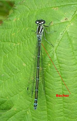 Enallagma_cyathigerum_-_Becher-Azurjungfer_w.jpg