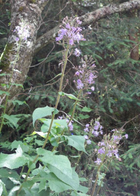 DSC06556.jpg