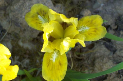 000_1546_gelbe_Nana.jpg