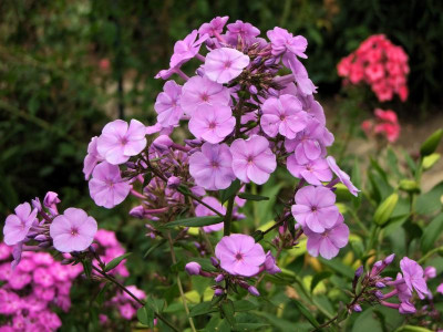10.07.2018 16-23-38_4180.jpg