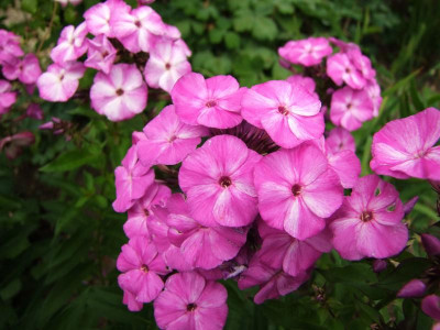 10.07.2018 16-24-04_4191.jpg