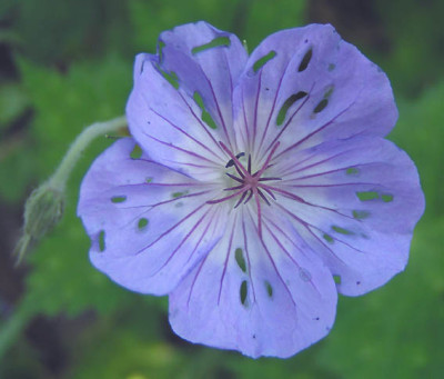 befallenes_geranium.jpg