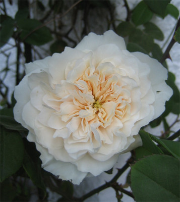 sombreuil_20_03_07.jpg