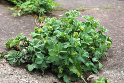 Einfahrt-Mini-Alchemilla.jpg