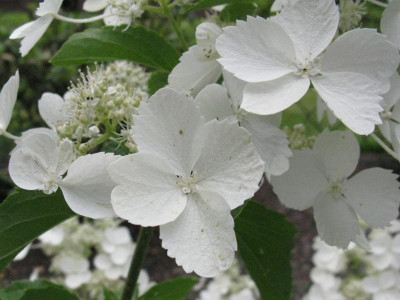 h30 Hydradrangea paniculata White Lady Detail.jpg