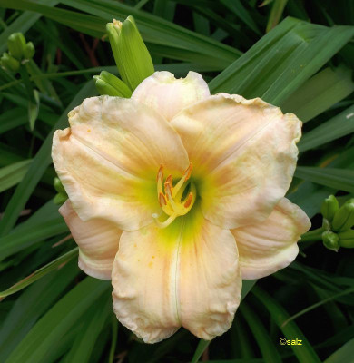 TG kleine apricot creme 2018.jpg