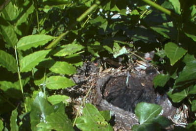 Jungvogel.jpg