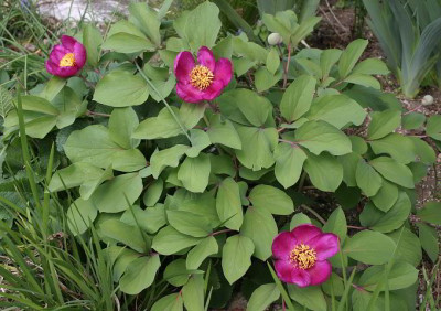 IMG_2479_ePaeonia_dahurica_ssp_mlokosewitschii.JPG