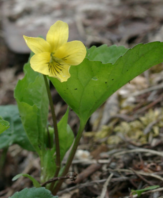 04200005_eViola_pubescens.JPG