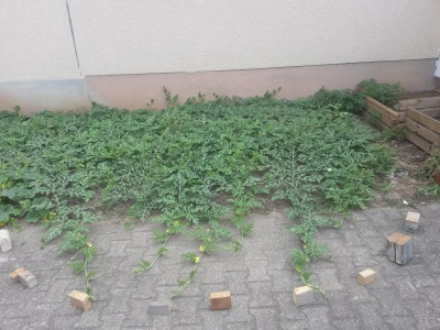 20180712_125634[1].jpg