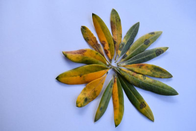 Pilzkrankheiten Olive 001.JPG