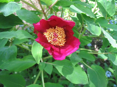 Rote_Molly_fars_2007.jpg