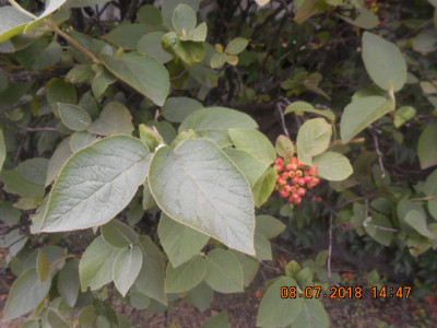 DSCN4548.jpg