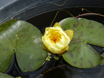 2018-07-09 Nymphaea 1.jpg