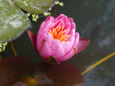 2018-07-09 Nymphaea 2.jpg