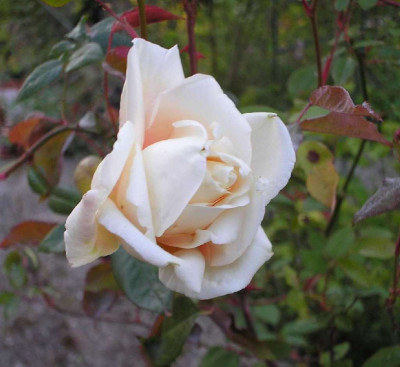 La_Sylphide_klein_P4200029.jpg