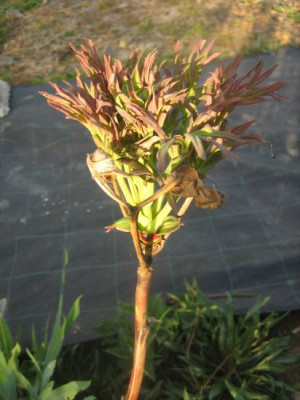 Paonia_delavayi__4425_r11.jpg