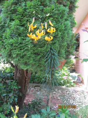 IMG_8808.JPG