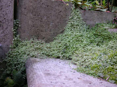 Bubikopf_an_der_Treppe.jpg