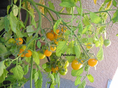 Pendulina_-_2006.JPG