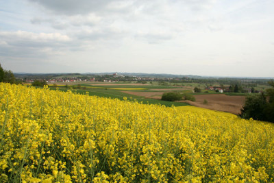 Rapsige-Zeiten-1.jpg