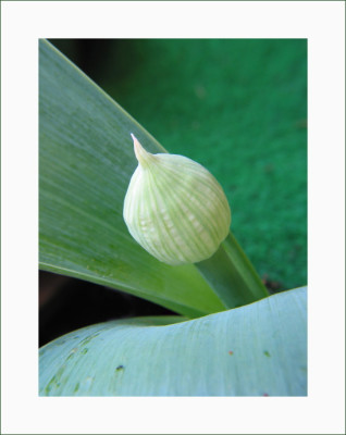 ALLIUM_FR_2004.jpg