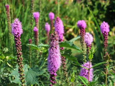 13.07.2018 10-07-12_4499.jpg