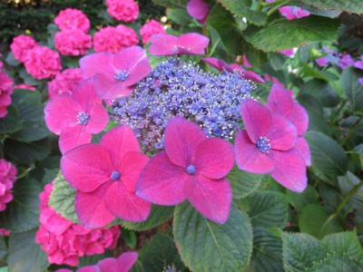 BoGa BreslauHydrangea welche_7046.jpg