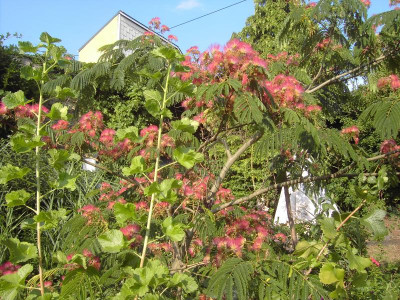 PICT2245.JPG