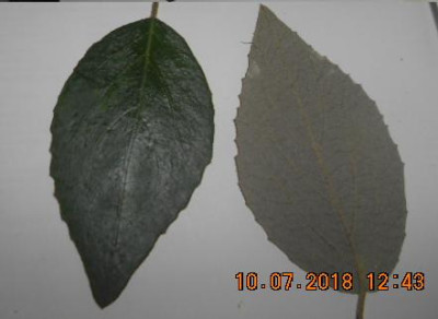 unknown.2.JPG
