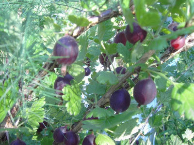 PICT2243.JPG