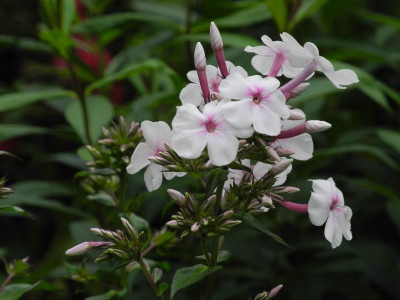 Phlox paniculata Nirvana 2015-07-12 01.JPG