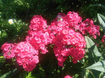 IMG_20180713_125659.jpg