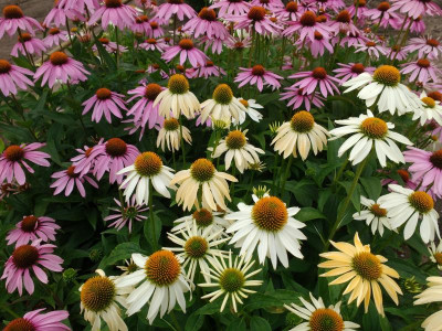 Echinacea Juli 2018 2.jpg