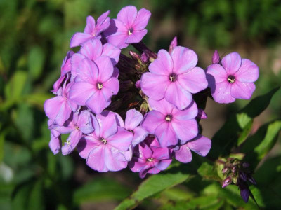 13.07.2018 10-07-54_4518.jpg