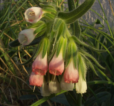 Onosma_albo-rosea_07-01.jpg