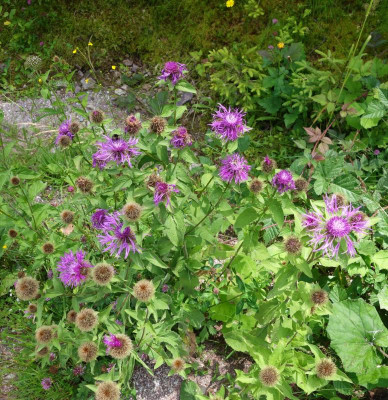 DSC06646.jpg