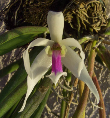 Leptotes_bicolor_07.jpg