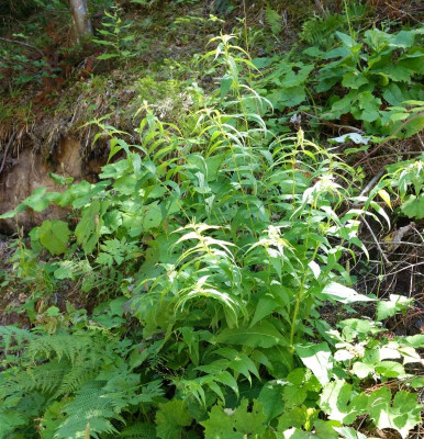 DSC06657.jpg
