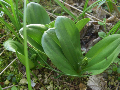 Listera_ovata_bestockend.jpg