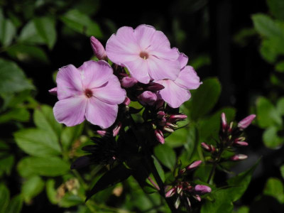 DSCN3449.JPG