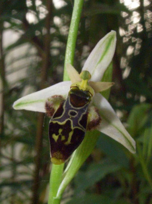 Ophrys_scolopax_07.jpg